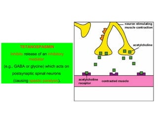 TETANOSPASMIN
Inhibits release of an inhibitory
mediator
(e.g., GABA or glycine) which acts on
postsynaptic spinal neurons
(causing spastic paralysis).
 