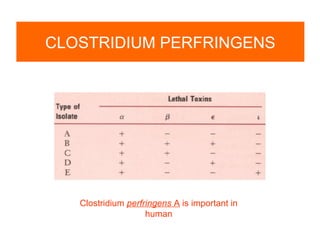 CLOSTRIDIUM PERFRINGENS
Clostridium perfringens A is important in
human
 