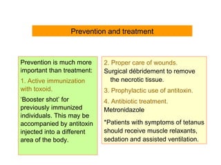 Prevention is much more
important than treatment:
1. Active immunization
with toxoid.
‘Booster shot’ for
previously immunized
individuals. This may be
accompanied by antitoxin
injected into a different
area of the body.
2. Proper care of wounds.
Surgical débridement to remove
the necrotic tissue.
3. Prophylactic use of antitoxin.
4. Antibiotic treatment.
Metronidazole
*Patients with symptoms of tetanus
should receive muscle relaxants,
sedation and assisted ventilation.
Prevention and treatment
 