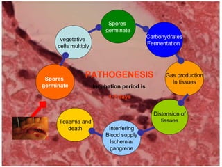 Spores
germinate
Distension of
tissues
Interfering
Blood supply
Ischemia/
gangrene
Toxemia and
death
vegetative
cells multiply
Spores
germinate
Carbohydrates
Fermentation
Gas production
In tissues
PATHOGENESIS
Incubation period is
1-7 days
 