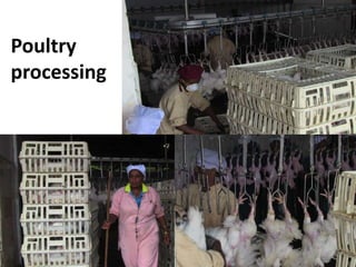 Commercialization of livestock production and input supply and marketing – photos from a GASL MSP7 learning tour, 10 May 2017