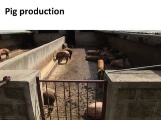 Commercialization of livestock production and input supply and marketing – photos from a GASL MSP7 learning tour, 10 May 2017