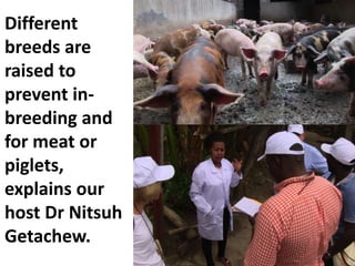 Commercialization of livestock production and input supply and marketing – photos from a GASL MSP7 learning tour, 10 May 2017