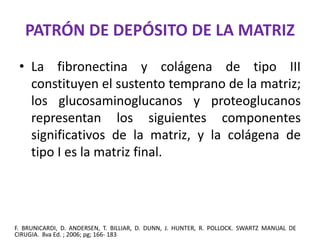 PATRÓN DE DEPÓSITO DE LA MATRIZ 
• La fibronectina y colágena de tipo III 
constituyen el sustento temprano de la matriz; 
los glucosaminoglucanos y proteoglucanos 
representan los siguientes componentes 
significativos de la matriz, y la colágena de 
tipo I es la matriz final. 
F. BRUNICARDI, D. ANDERSEN, T. BILLIAR, D. DUNN, J. HUNTER, R. POLLOCK. SWARTZ MANUAL DE 
CIRUGIA. 8va Ed. ; 2006; pg; 166- 183 
 