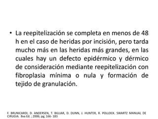 • La reepitelización se completa en menos de 48 
h en el caso de heridas por incisión, pero tarda 
mucho más en las heridas más grandes, en las 
cuales hay un defecto epidérmico y dérmico 
de consideración mediante reepitelización con 
fibroplasia mínima o nula y formación de 
tejido de granulación. 
F. BRUNICARDI, D. ANDERSEN, T. BILLIAR, D. DUNN, J. HUNTER, R. POLLOCK. SWARTZ MANUAL DE 
CIRUGIA. 8va Ed. ; 2006; pg; 166- 183 
 