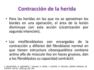 Contracción de la herida 
• Para las heridas en las que no se aproximan los 
bordes en una operación, el área de la lesión 
disminuye con esta acción (cicatrización por 
segunda intención). 
• Los miofibroblastos son encargadas de la 
contracción y difieren del fibroblasto normal en 
que tienen estructura citoesquelética contiene 
actina alfa de músculo liso en haces gruesos, dan 
a los fibroblastos su capacidad contráctil. 
F. BRUNICARDI, D. ANDERSEN, T. BILLIAR, D. DUNN, J. HUNTER, R. POLLOCK. SWARTZ MANUAL DE 
CIRUGIA. 8va Ed. ; 2006; pg; 166- 183 
 