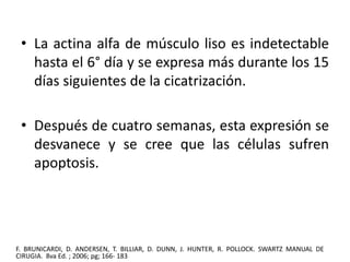 • La actina alfa de músculo liso es indetectable 
hasta el 6° día y se expresa más durante los 15 
días siguientes de la cicatrización. 
• Después de cuatro semanas, esta expresión se 
desvanece y se cree que las células sufren 
apoptosis. 
F. BRUNICARDI, D. ANDERSEN, T. BILLIAR, D. DUNN, J. HUNTER, R. POLLOCK. SWARTZ MANUAL DE 
CIRUGIA. 8va Ed. ; 2006; pg; 166- 183 
 