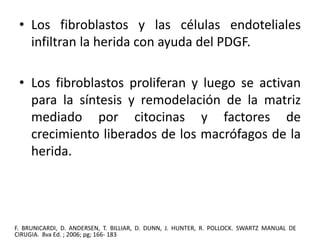 • Los fibroblastos y las células endoteliales 
infiltran la herida con ayuda del PDGF. 
• Los fibroblastos proliferan y luego se activan 
para la síntesis y remodelación de la matriz 
mediado por citocinas y factores de 
crecimiento liberados de los macrófagos de la 
herida. 
F. BRUNICARDI, D. ANDERSEN, T. BILLIAR, D. DUNN, J. HUNTER, R. POLLOCK. SWARTZ MANUAL DE 
CIRUGIA. 8va Ed. ; 2006; pg; 166- 183 
 