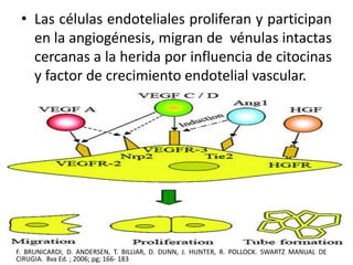 • Las células endoteliales proliferan y participan 
en la angiogénesis, migran de vénulas intactas 
cercanas a la herida por influencia de citocinas 
y factor de crecimiento endotelial vascular. 
F. BRUNICARDI, D. ANDERSEN, T. BILLIAR, D. DUNN, J. HUNTER, R. POLLOCK. SWARTZ MANUAL DE 
CIRUGIA. 8va Ed. ; 2006; pg; 166- 183 
 