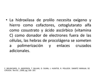 • La hidroxilasa de prolilo necesita oxígeno y 
hierro como cofactores, cetoglutarato alfa 
como cosustrato y ácido ascórbico (vitamina 
C) como donador de electrones fuera de las 
células, las hebras de procolágena se someten 
a polimerización y enlaces cruzados 
adicionales. 
F. BRUNICARDI, D. ANDERSEN, T. BILLIAR, D. DUNN, J. HUNTER, R. POLLOCK. SWARTZ MANUAL DE 
CIRUGIA. 8va Ed. ; 2006; pg; 166- 183 
 