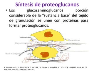 Síntesis de proteoglucanos 
• Los glucosaminoglucanos porción 
considerable de la “sustancia base” del tejido 
de granulación se unen con proteínas para 
formar proteoglucanos. 
F. BRUNICARDI, D. ANDERSEN, T. BILLIAR, D. DUNN, J. HUNTER, R. POLLOCK. SWARTZ MANUAL DE 
CIRUGIA. 8va Ed. ; 2006; pg; 166- 183 
 