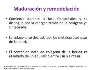 Maduración y remodelación 
• Comienza durante la fase fibroblástica y se 
distingue por la reorganización de la colágena ya 
sintetizada. 
• La colágena se degrada por las metaloproteinasas 
de la matriz. 
• El contenido neto de colágena de la herida es 
resultado de un equilibrio entre lisis y síntesis. 
F. BRUNICARDI, D. ANDERSEN, T. BILLIAR, D. DUNN, J. HUNTER, R. POLLOCK. SWARTZ MANUAL DE 
CIRUGIA. 8va Ed. ; 2006; pg; 166- 183 
 