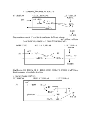 1 - REABSORÇÃO DO BICARBONATO
INTERSTÍCIO CÉLULA TUBULAR LUZ TUBULAR
NaHCO3
CO2
Na+ HCO3
-
H2CO3
H2O CO2
Diagrama da permuta de H+
pelo Na+
do bicarbonato do filtrado urinário.
A-C: anidrase carbônica.
2- ACIDIFICAÇÃO DOS SAIS TAMPÕES DE FOSFATO:
INTERSTÍCIO CÉLULA TUBULAR LUZ TUBULAR
Na2HPO4
CO2
NaHPO4 Na+
NaH2PO4
DIAGRAMA DA TROCA DE H+ PELO SÓDIO FOSFATO BÁSICO (Na2PO4) do
filtrado que desce pelos túbulos do néfron.
3- SECREÇÃO DE AMÔNIA:
INTERSTÍCIO CÉLULA TUBULAR LUZ TUBULAR
CO2
NaCl
Na+
CL-
NH4 Cl
A-C + H2O
H+
H2CO3 HCO3
−
ΝaHCO3
A-C
+ H2O H+
H2CO3
NaHCO3 HCO3
-
A-C
+ H2O H2CO3
H+
HCO3
−
glutamina NH3
NaCO3 NH4
 