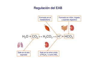 Regulación del EAB

                     Formado en el            Formado en riñón, hígado
                      metabolismo                y aparato digestivo




     H2O + CO2 ↔ H2CO3 ↔ H+ + HCO3-



Sale en el aire      Sale en la orina unido
  espirado           a PO4H2- o como NH4
 