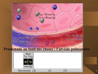 Promenade au fond des choses : l’alvéole pulmonaire 