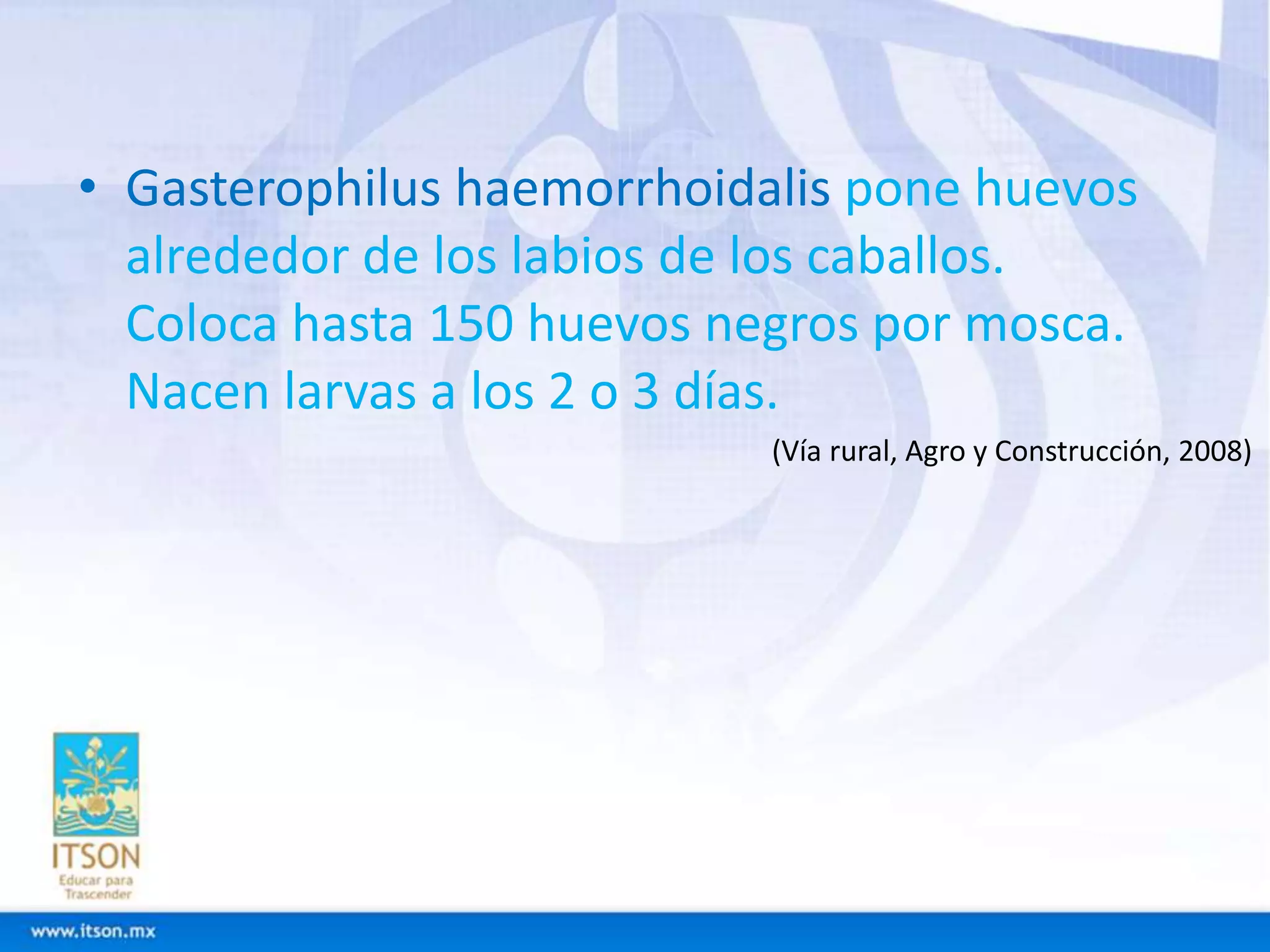 • Gasterophilus haemorrhoidalis pone huevos 
alrededor de los labios de los caballos. 
Coloca hasta 150 huevos negros por mosca. 
Nacen larvas a los 2 o 3 días. 
(Vía rural, Agro y Construcción, 2008) 
 