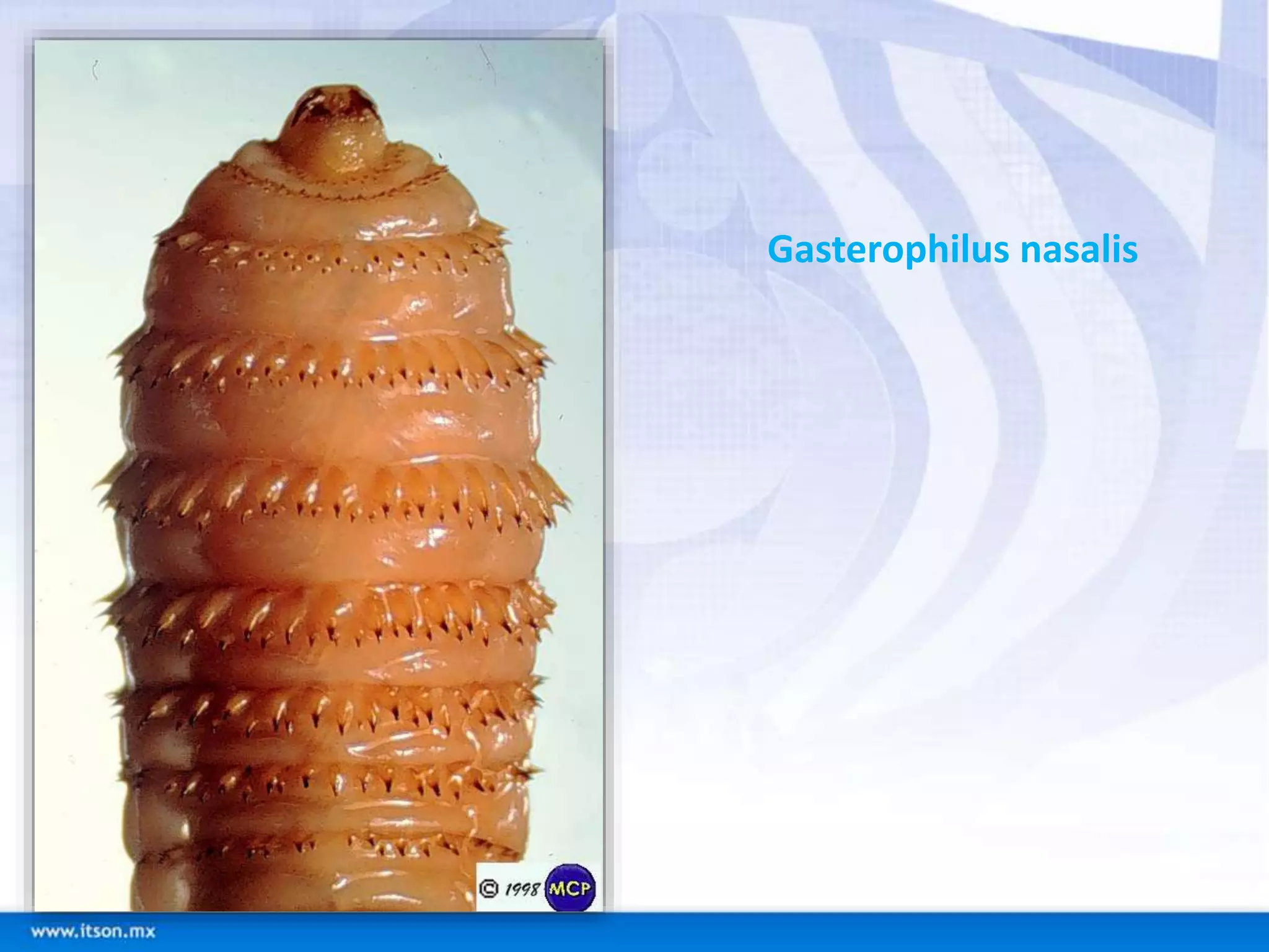 Gasterophilus nasalis 
 