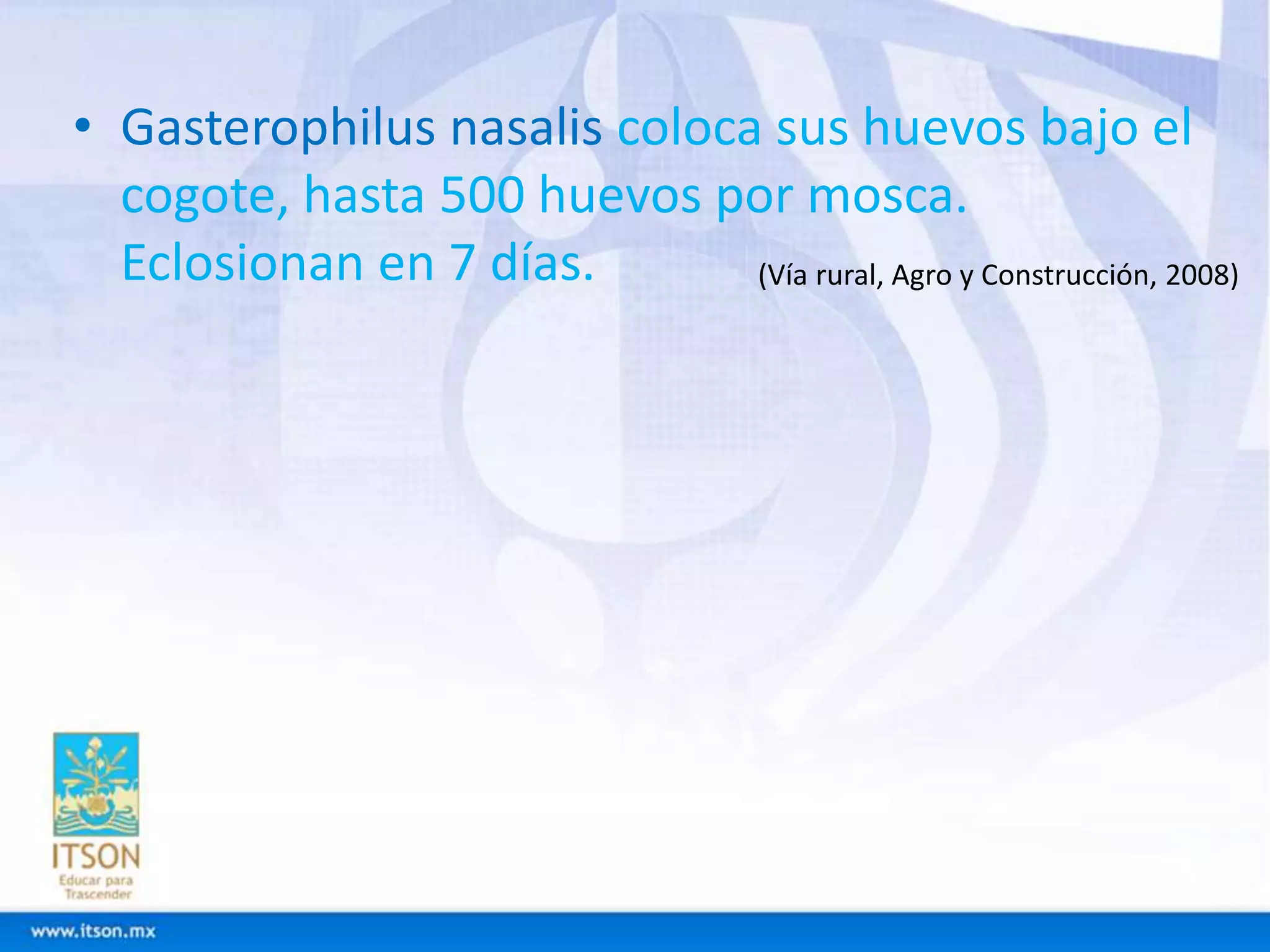 • Gasterophilus nasalis coloca sus huevos bajo el 
cogote, hasta 500 huevos por mosca. 
Eclosionan en 7 días. (Vía rural, Agro y Construcción, 2008) 
 