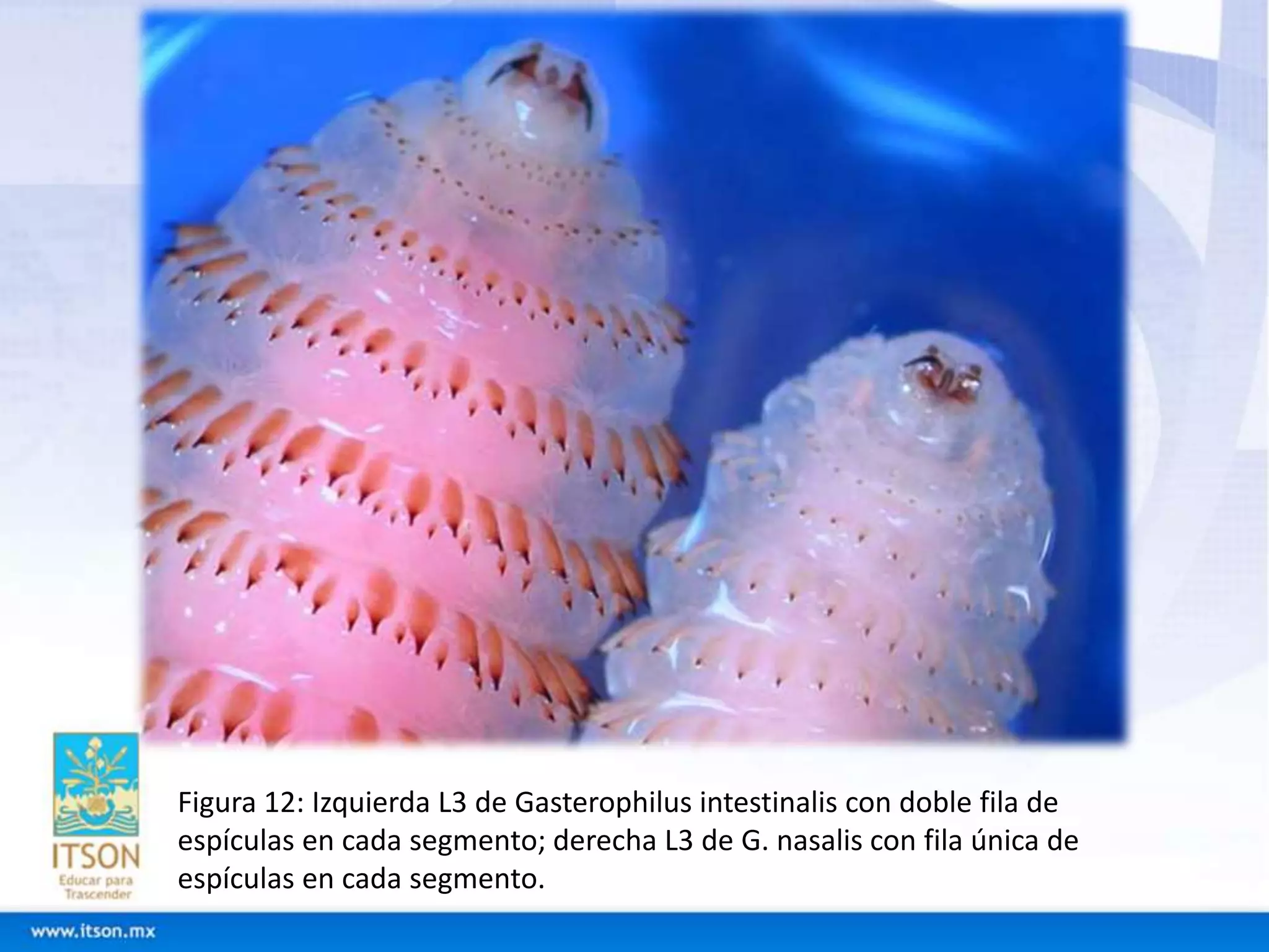 Figura 12: Izquierda L3 de Gasterophilus intestinalis con doble fila de 
espículas en cada segmento; derecha L3 de G. nasalis con fila única de 
espículas en cada segmento. 
 