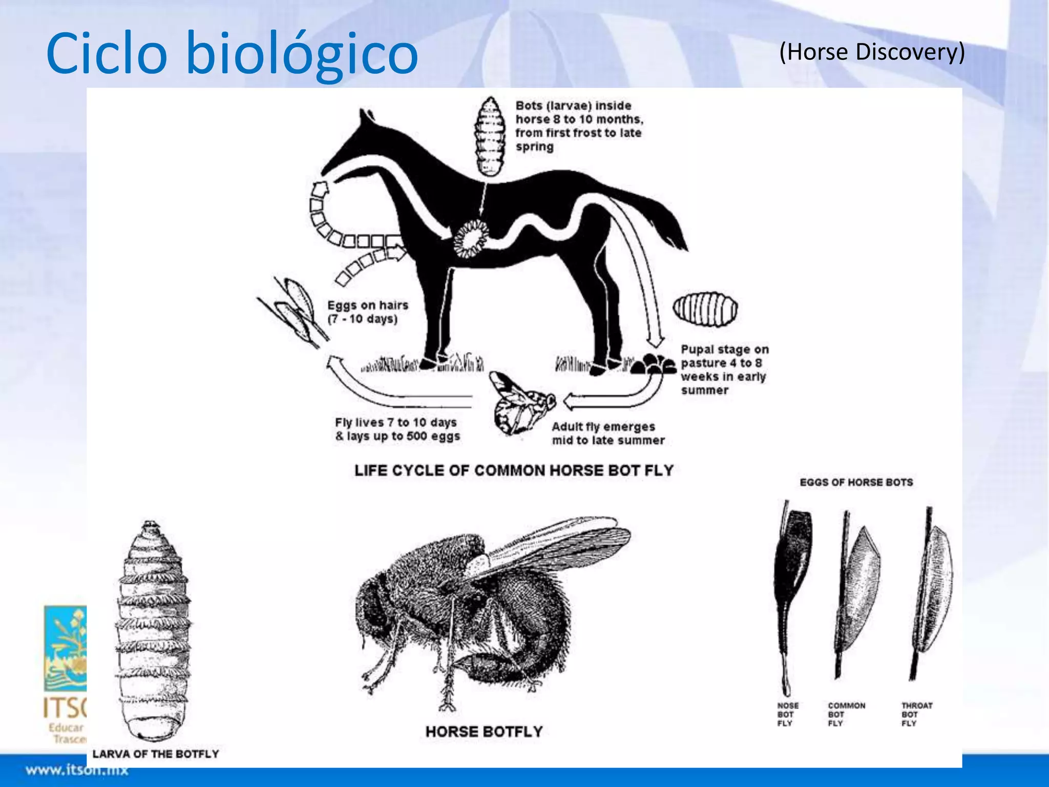 Ciclo biológico (Horse Discovery) 
 