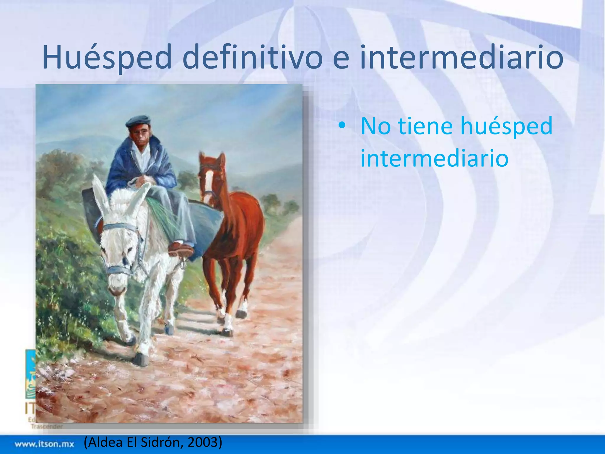 Huésped definitivo e intermediario 
• No tiene huésped 
intermediario 
(Aldea El Sidrón, 2003) 
 