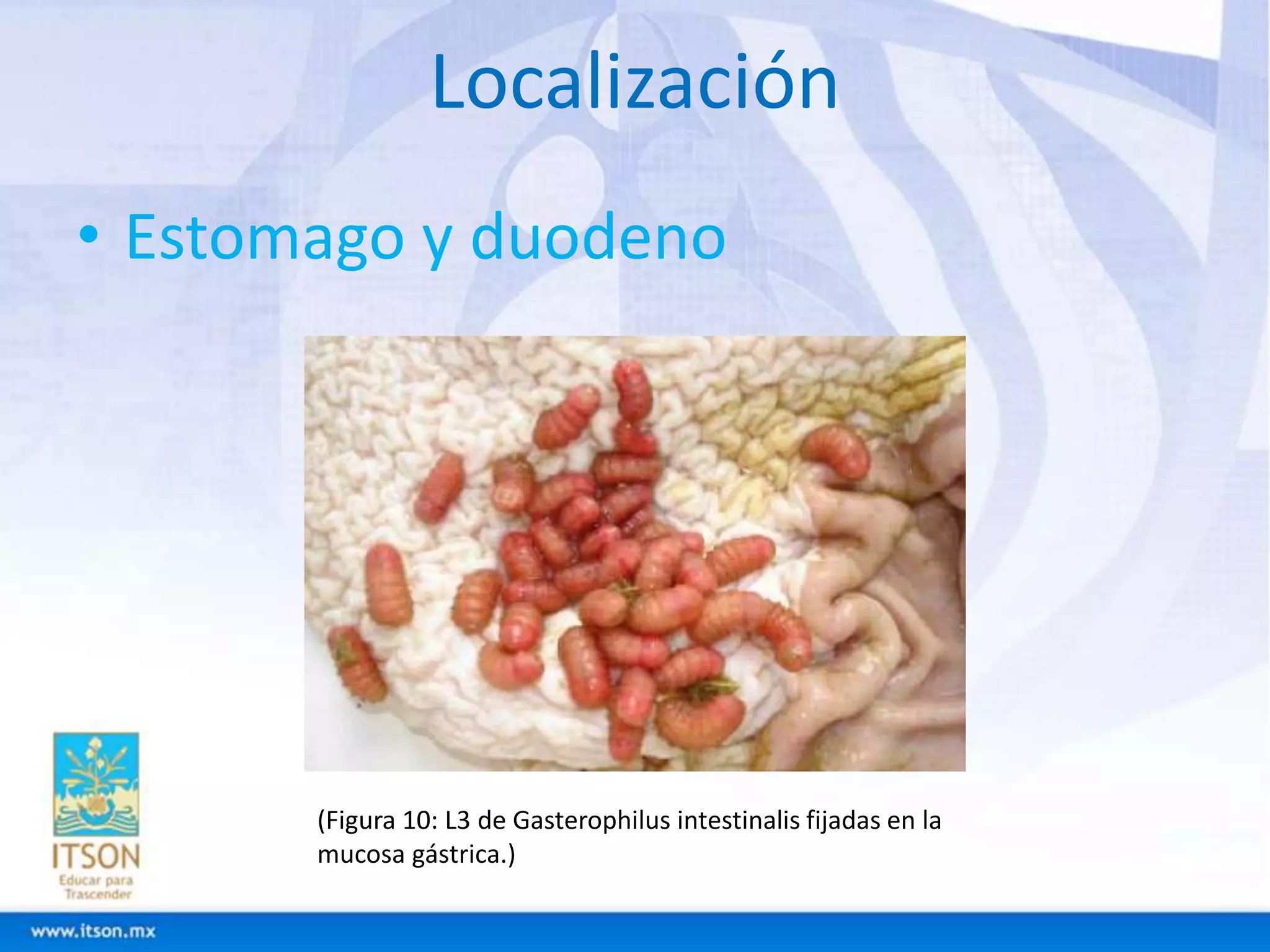 Localización 
• Estomago y duodeno 
(Figura 10: L3 de Gasterophilus intestinalis fijadas en la 
mucosa gástrica.) 
 