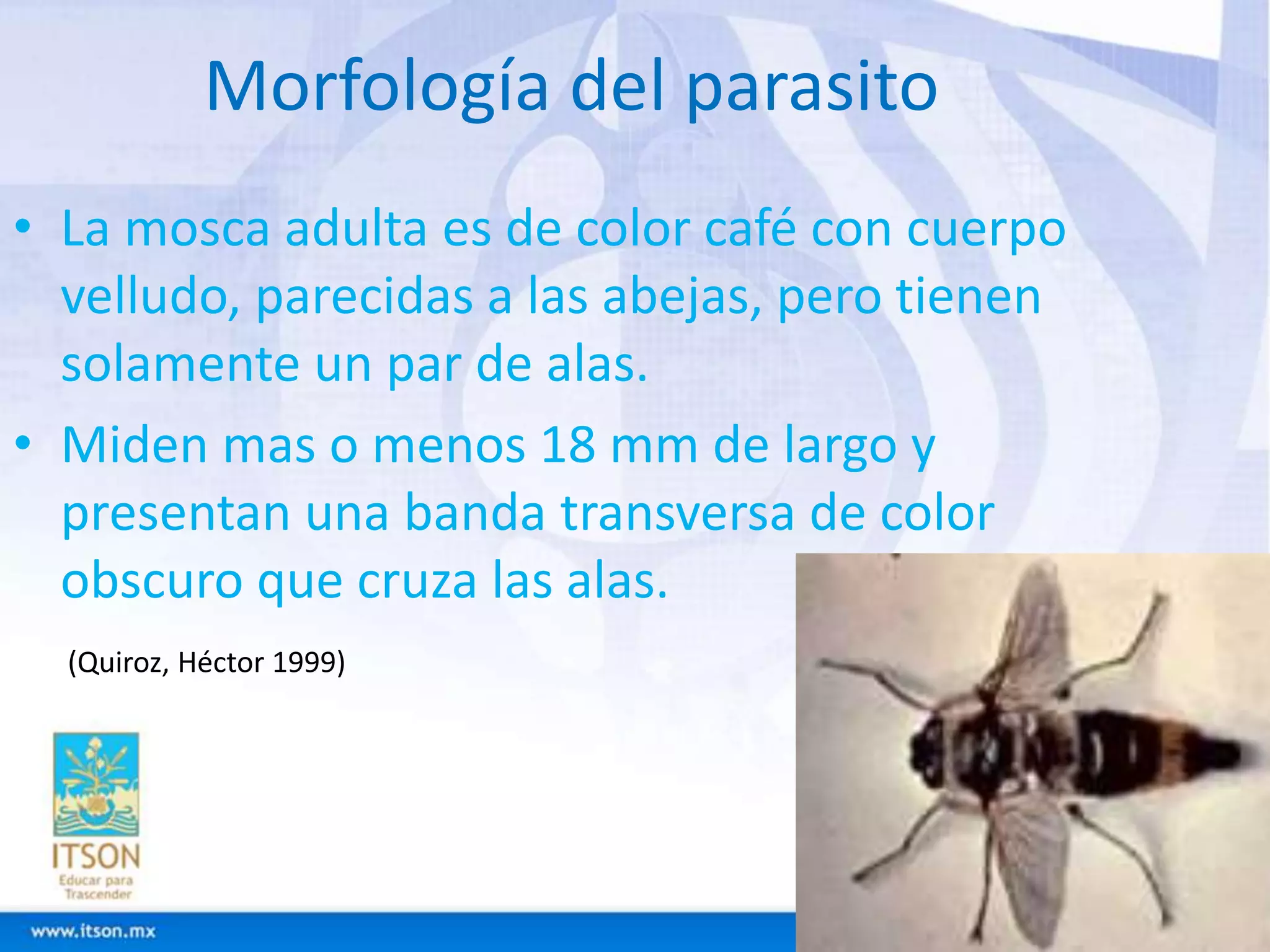 Morfología del parasito 
• La mosca adulta es de color café con cuerpo 
velludo, parecidas a las abejas, pero tienen 
solamente un par de alas. 
• Miden mas o menos 18 mm de largo y 
presentan una banda transversa de color 
obscuro que cruza las alas. 
(Quiroz, Héctor 1999) 
 