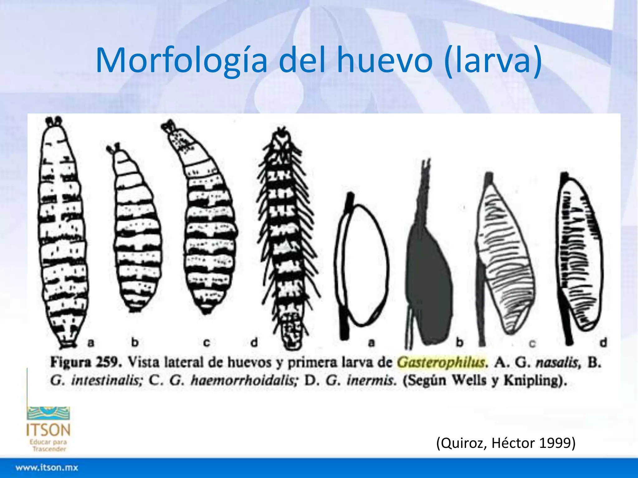 Morfología del huevo (larva) 
(Quiroz, Héctor 1999) 
 