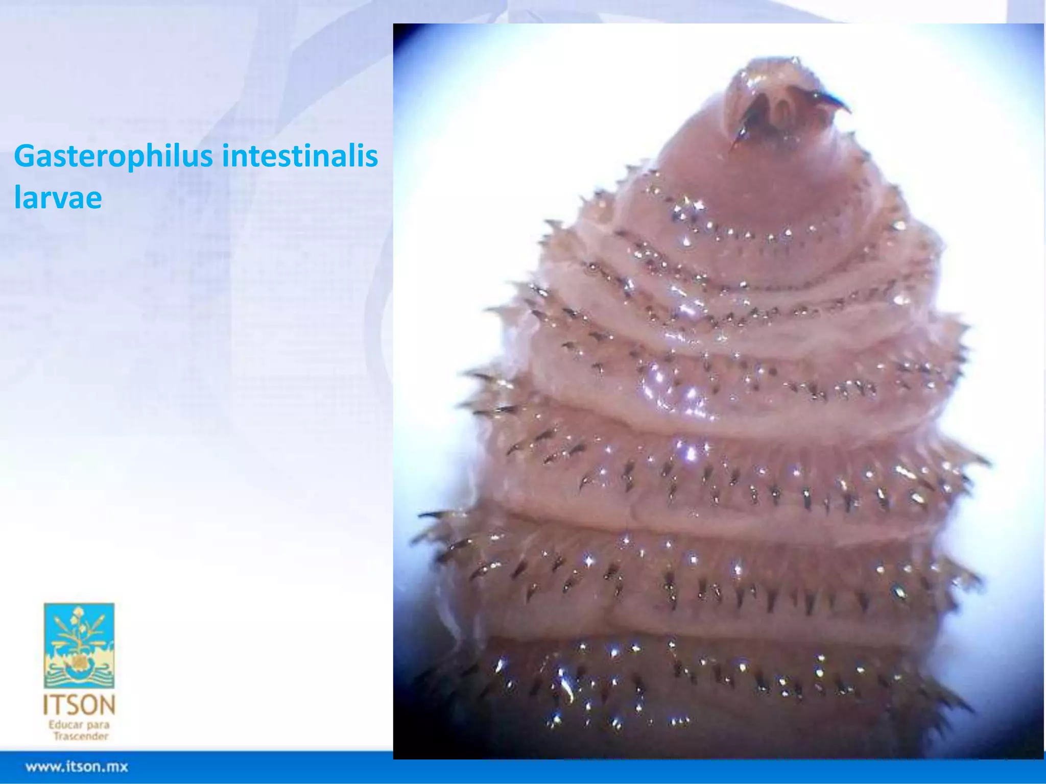 Gasterophilus intestinalis 
larvae 
 