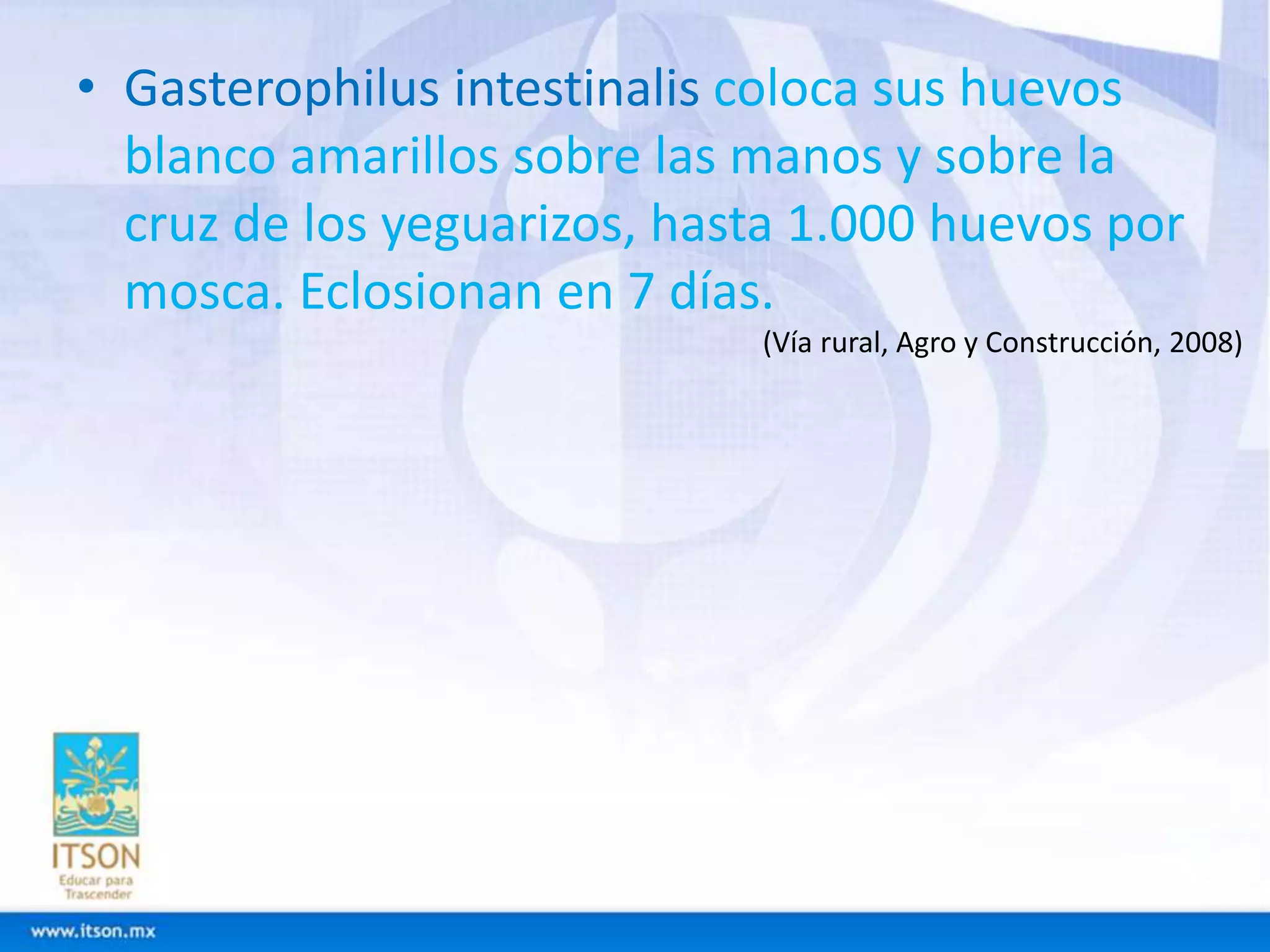 • Gasterophilus intestinalis coloca sus huevos 
blanco amarillos sobre las manos y sobre la 
cruz de los yeguarizos, hasta 1.000 huevos por 
mosca. Eclosionan en 7 días. 
(Vía rural, Agro y Construcción, 2008) 
 