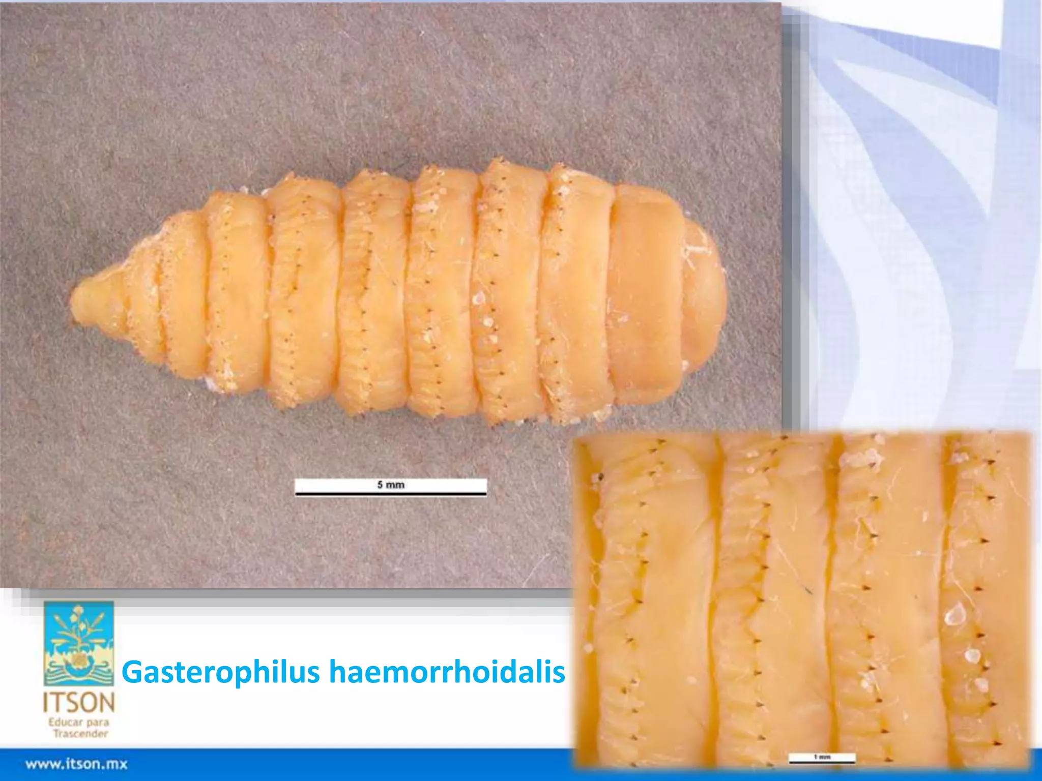 Gasterophilus haemorrhoidalis 
 
