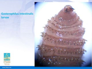 Gasterophilus spp. | PPTX