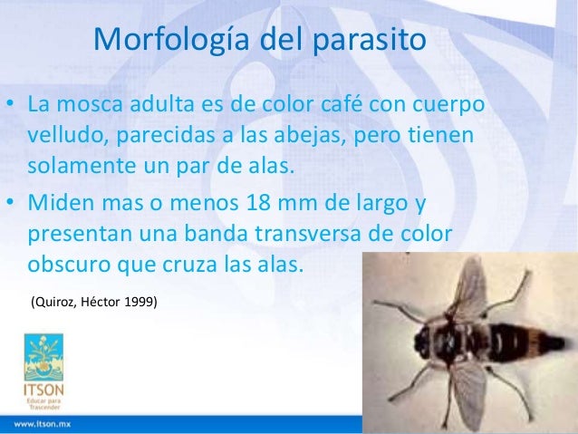 Resultado de imagen para Gasterophilus spp morfologia