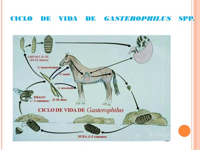 Ciclo De Vida Do Gasterophilus Intestinalis MIGRAÇÃO DE LARVAS