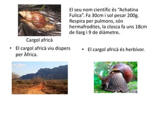 El seu nom científic és “Achatina
                             Fulica”. Fa 30cm i sol pesar 200g.
                             Respira per pulmons, són
                             hermafrodites, la closca fa uns 18cm
                             de llarg i 9 de diàmetre.
        Cargol africà
• El cargol africà viu dispers    • El cargol africà és herbívor.
  per Àfrica.
 