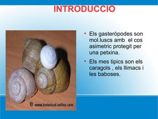 INTRODUCCIÓ Els gasteròpodes son mol.luscs amb  el cos asimetric protegit per una petxina. Els mes tipics son els caragols , els llimacs i les baboses. 