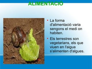 ALIMENTACIÓ La forma  d'alimentació varia sengons el medi on habiten. Els terrestres son vegetarians, els que viuen en l'aigua  s'alimenten d'algues. 