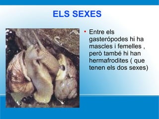 ELS SEXES Entre els gasterópodes hi ha mascles i femelles , però també hi han hermafrodites ( que tenen els dos sexes) 