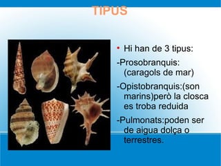 TIPUS Hi han de 3 tipus: -Prosobranquis:(caragols de mar) -Opistobranquis:(son marins)però la closca es troba reduida -Pulmonats:poden ser de aigua dolça o terrestres. 