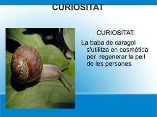 CURIOSITAT CURIOSITAT: La baba de caragol s'utilitza en cosmética  per  regenerar la pell de les persones 