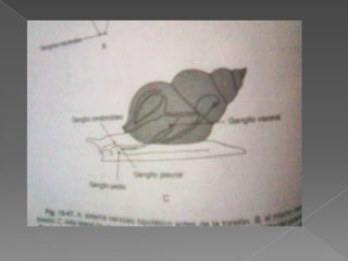 El intercambio gaseoso lo realizan en la superficie del agua