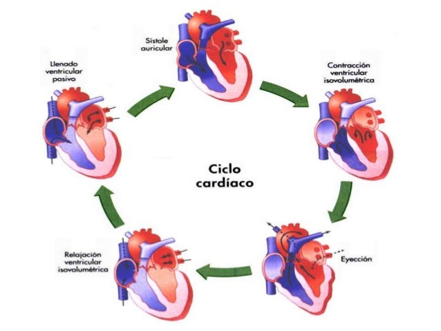 Resultado de imagen para gasto cardiaco con movimiento