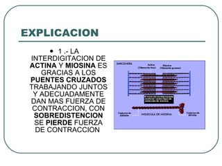 EXPLICACION 1 .- LA INTERDIGITACION DE  ACTINA  Y  MIOSINA  ES GRACIAS A LOS  PUENTES   CRUZADOS  TRABAJANDO JUNTOS Y ADECUADAMENTE DAN MAS FUERZA DE CONTRACCION, CON  SOBREDISTENCION  SE  PIERDE  FUERZA DE CONTRACCION  