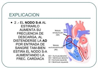 EXPLICACION 2 .- EL  NODO   S-A  AL ESTIRARLO AUMENTA SU FRECUENCIA DE DESCARGA, AL DISTENDERSE LA  AD  POR ENTRADA DE SANGRE TAM-BIEN ESTIRA EL NODO S-A AUMENTANDO LA FREC. CARDIACA 