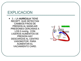 EXPLICACION 3 .- LA  AURICULA  TIENE RECEPT. QUE DETECTAN CAMBIOS FINOS DE PRESION AL MANEJAR PRESIONES CERCANAS A LOS 0 mmHg.  CON LIGEROS AUMENTOS DE PRESION HAY DESCARGAS AL CENTRO VASOMOTOR  PARA AUMENTAR EL VACIAMIENTO CARD. 