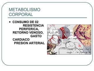 METABOLISMO  CORPORAL CONSUMO DE 02  RESISTENCIA PERIFERICA, RETORNO VENOSO,  GASTO CARDIACO  PRESION ARTERIAL 