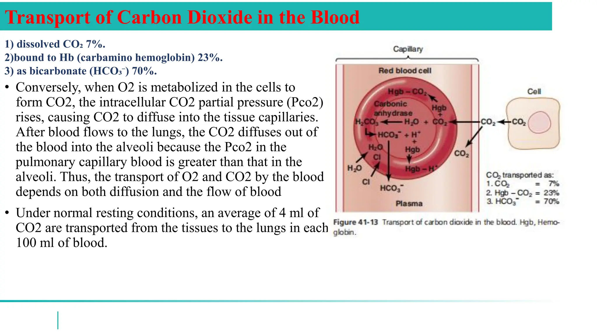gas transport Respiratory System .pdf
