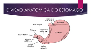 DIVISÃO ANATÔMICA DO ESTÔMAGO
 