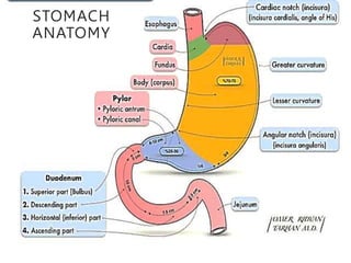 STOMACH
ANATOMY
 
