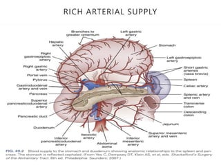RICH ARTERIAL SUPPLY
 